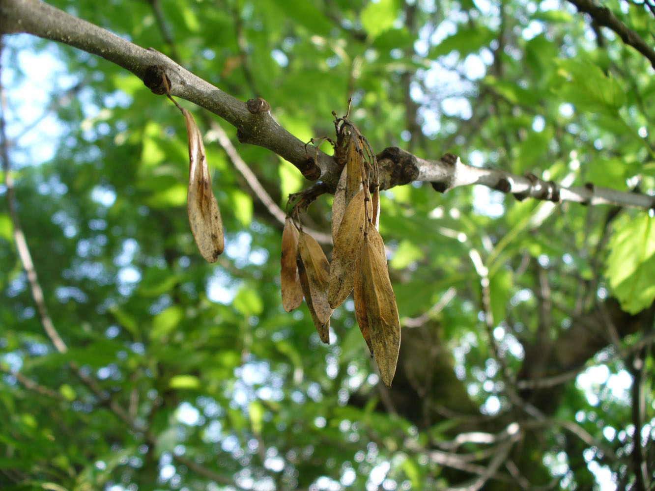 Изображение особи Fraxinus excelsior var. diversifolia.