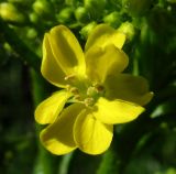 Bunias orientalis