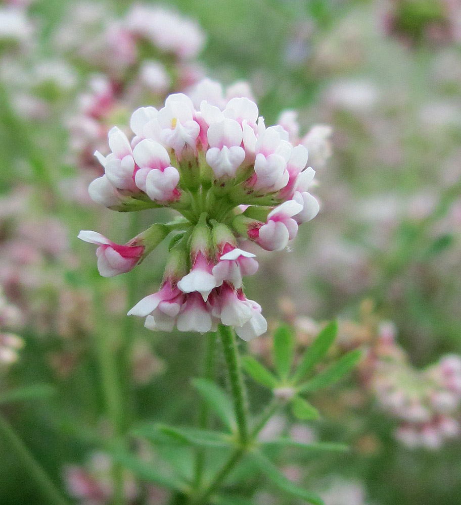 Изображение особи Dorycnium herbaceum.