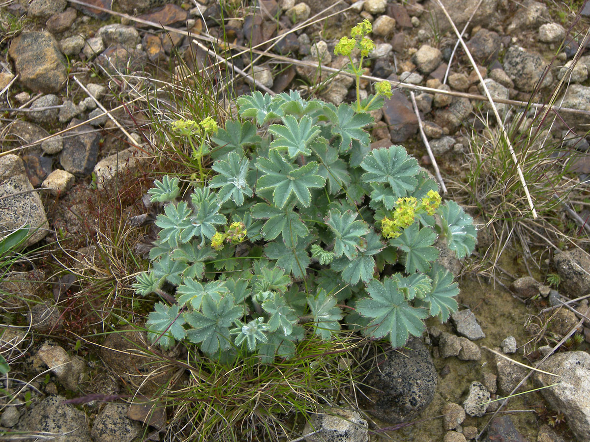 Изображение особи Alchemilla caucasica.