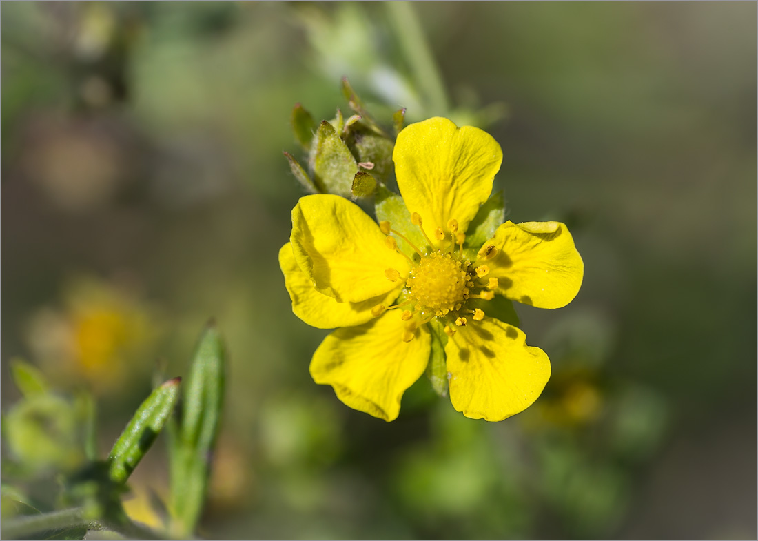 Изображение особи Potentilla argentea.