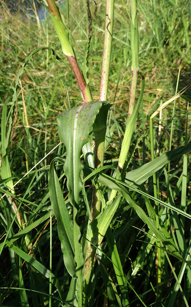 Изображение особи род Tragopogon.