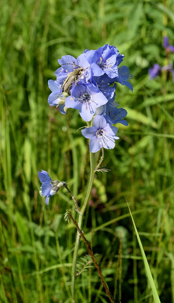 Изображение особи Polemonium sachalinense.