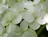 Hydrangea arborescens