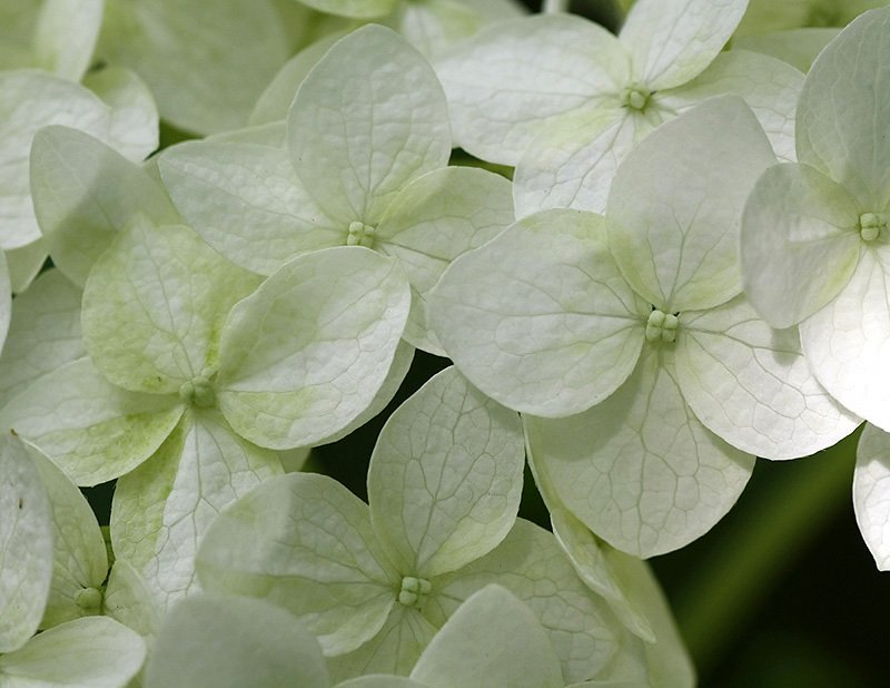 Изображение особи Hydrangea arborescens.