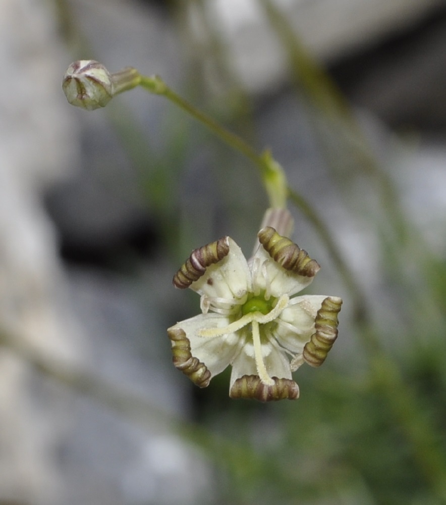 Изображение особи Silene parnassica ssp. dionysii.