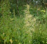 Urtica galeopsifolia
