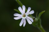 Image of taxon representative. Author is Антон Козырев