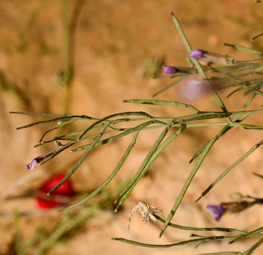 Image of Moricandia nitens specimen.
