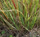 Achnatherum calamagrostis