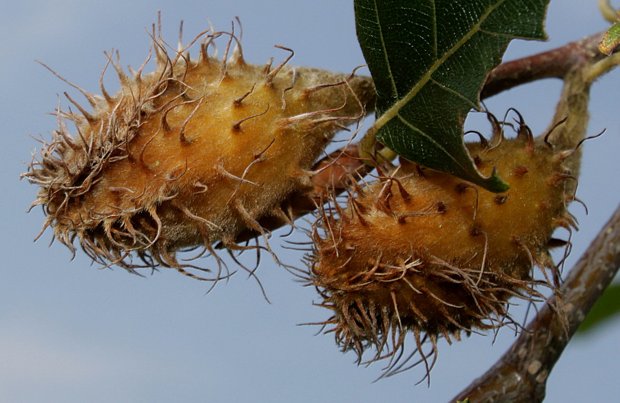 Изображение особи Fagus sylvatica.