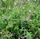 Epilobium hirsutum