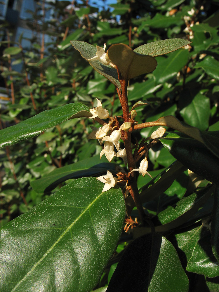 Image of Elaeagnus &times; submacrophylla specimen.