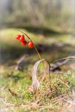 Convallaria majalis. Плодоносящее растение. Ленинградская обл., Лужский р-н, окр. дер. Сяберо, сосновый бор. 07.09.2014.