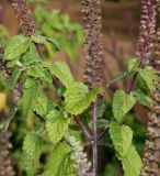 Teucrium hircanicum