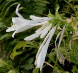 Hosta plantaginea variety japonica. Соцветие. Германия, г. Крефельд, Ботанический сад. 06.09.2014.