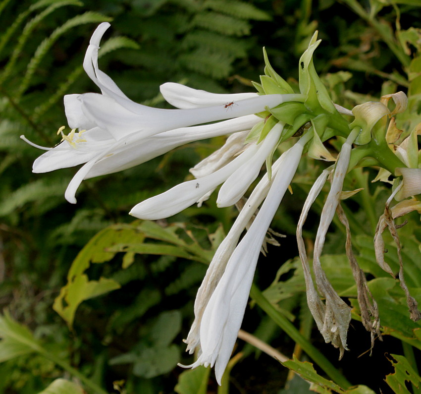 Изображение особи Hosta plantaginea var. japonica.