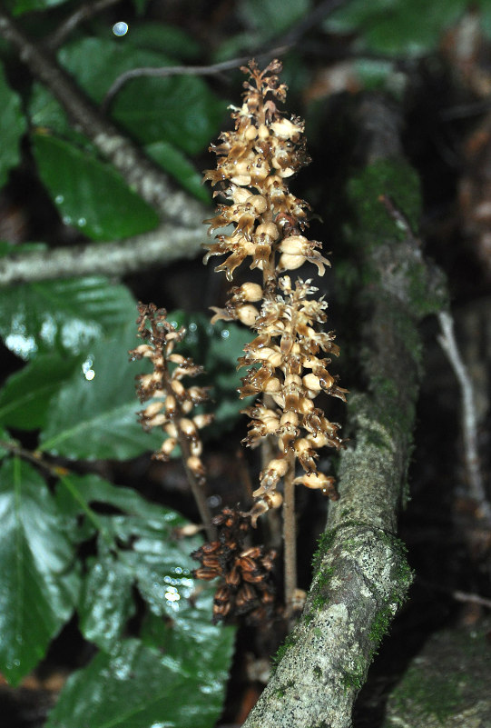 Image of Neottia nidus-avis specimen.