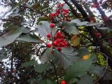 Sorbus mougeotii. Соплодия и листья. Санкт-Петербург, парк Ботанического института РАН. 05.10.2014.