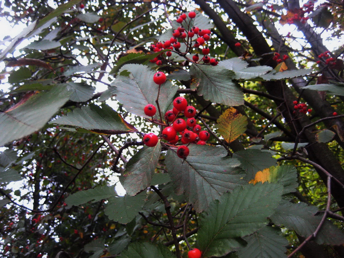 Image of Sorbus mougeotii specimen.