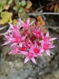 Sedum spurium