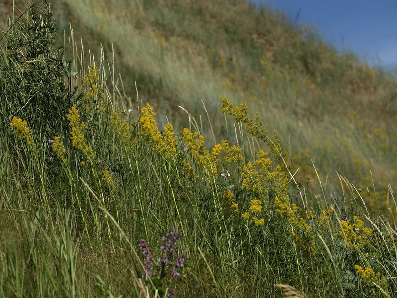 Изображение особи Galium verum.