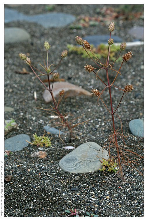 Изображение особи Plantago arenaria ssp. orientalis.