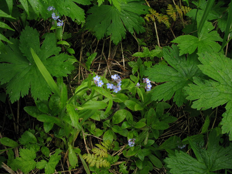 Image of Myosotis krylovii specimen.