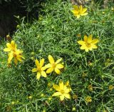 Coreopsis verticillata