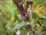 Gentianella amarella. Часть побега с цветками. Архангельская обл., Вельский р-н, пос. Усть-Шоноша. 12 августа 2009 г.