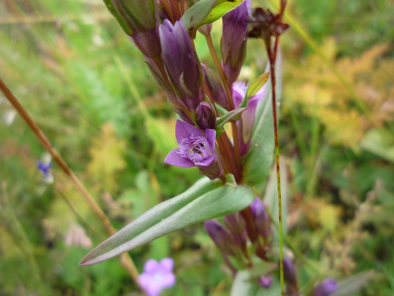 Image of Gentianella amarella specimen.