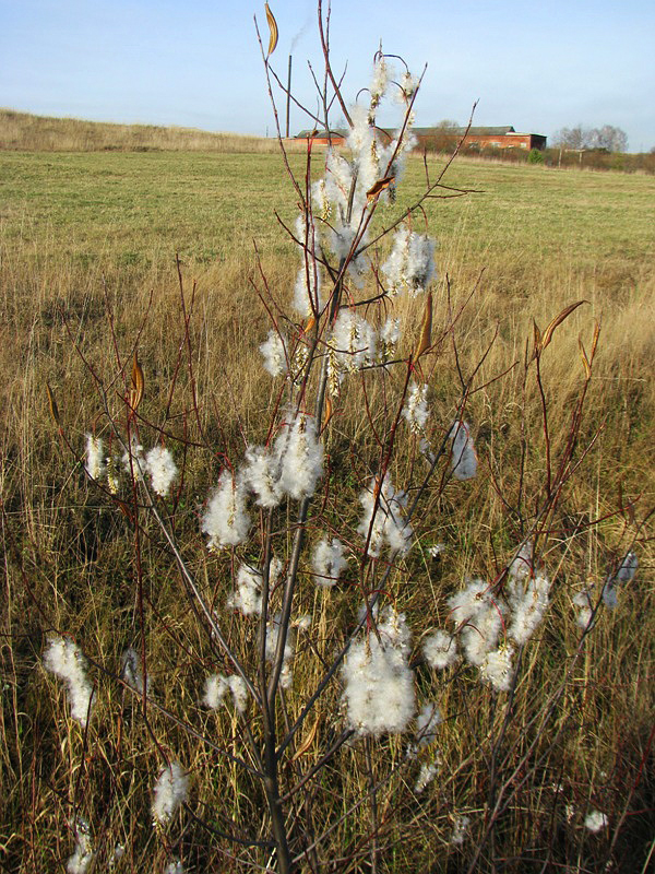 Изображение особи Salix pentandra.