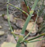 Equisetum ramosissimum