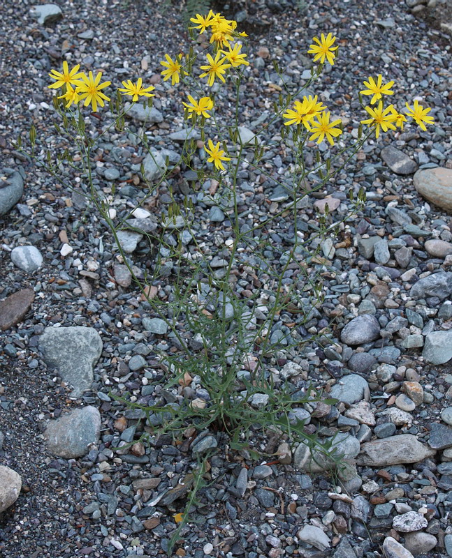 Image of Youngia tenuifolia ssp. altaica specimen.