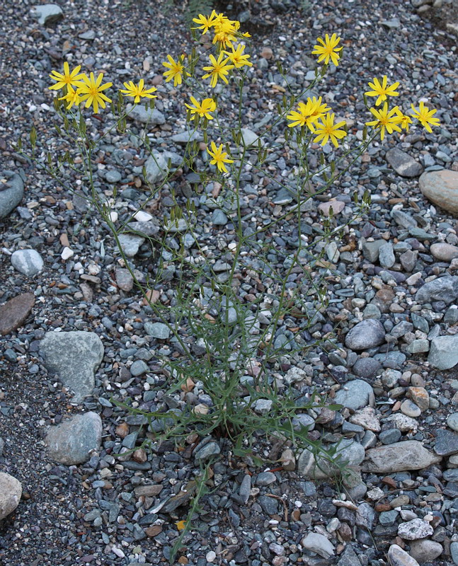 Изображение особи Youngia tenuifolia ssp. altaica.