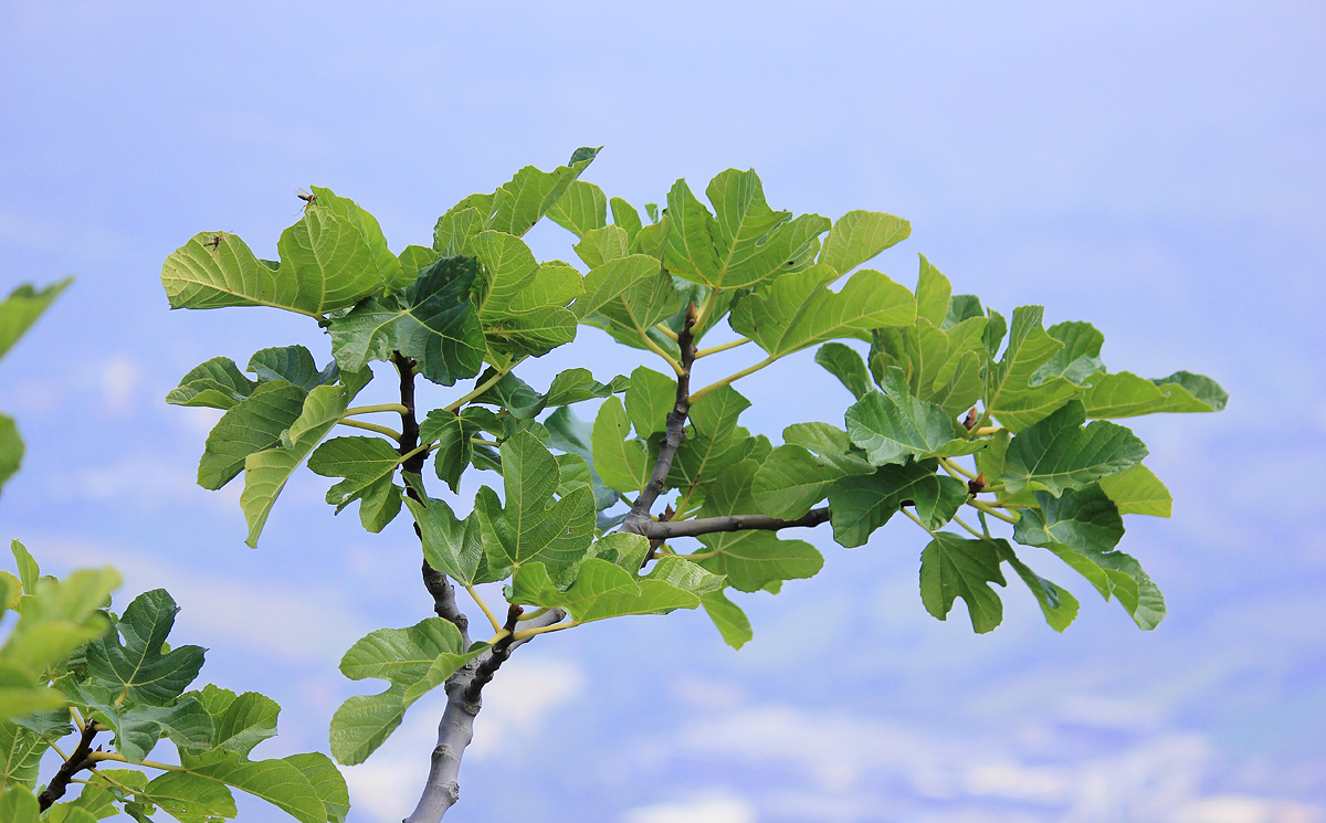 Image of Ficus carica specimen.