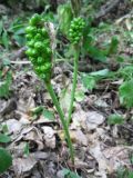 Arum besserianum