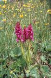 Dactylorhiza cordigera