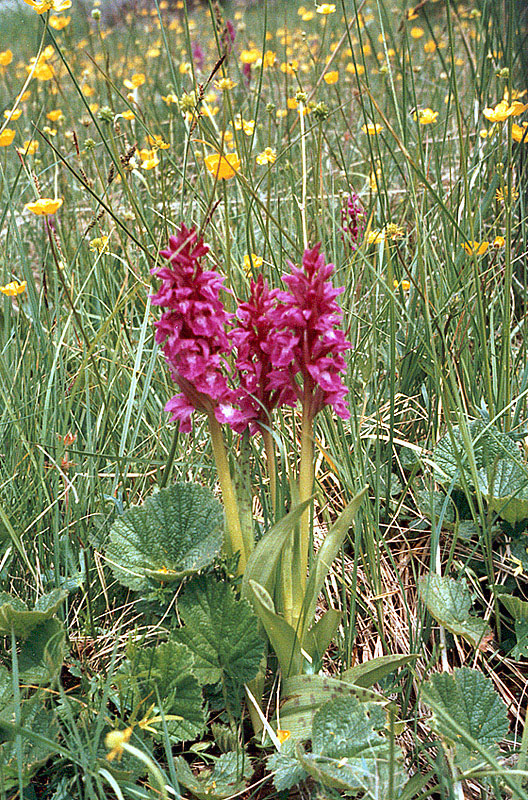 Image of Dactylorhiza cordigera specimen.