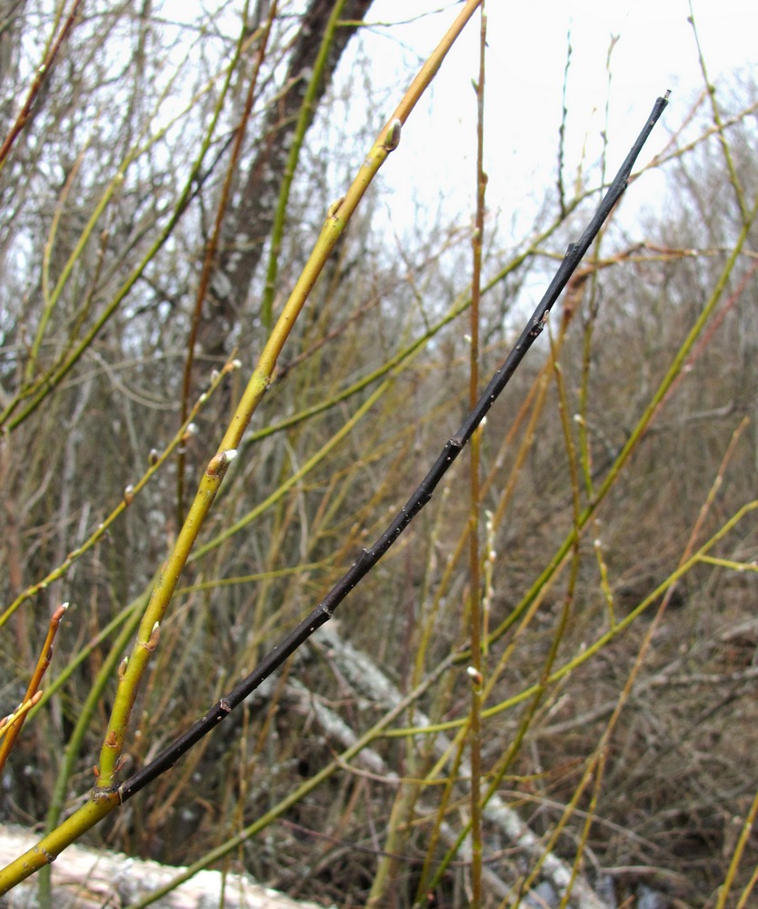 Изображение особи Salix myrsinifolia.