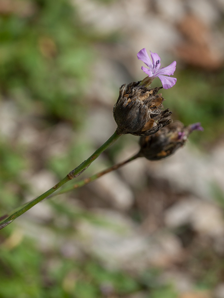 Изображение особи Petrorhagia obcordata.