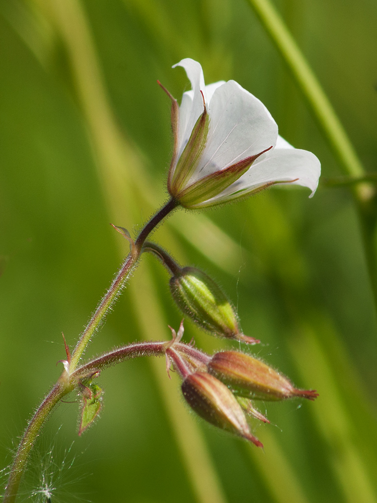 Изображение особи Geranium sylvaticum.