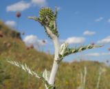 Echinops ruthenicus. Верхушка расцветающего растения. Краснодарский край, м/о Анапа, окр. станицы Благовещенская, Витязевский лиман, песчано-глиняный холм. 12.07.2015.