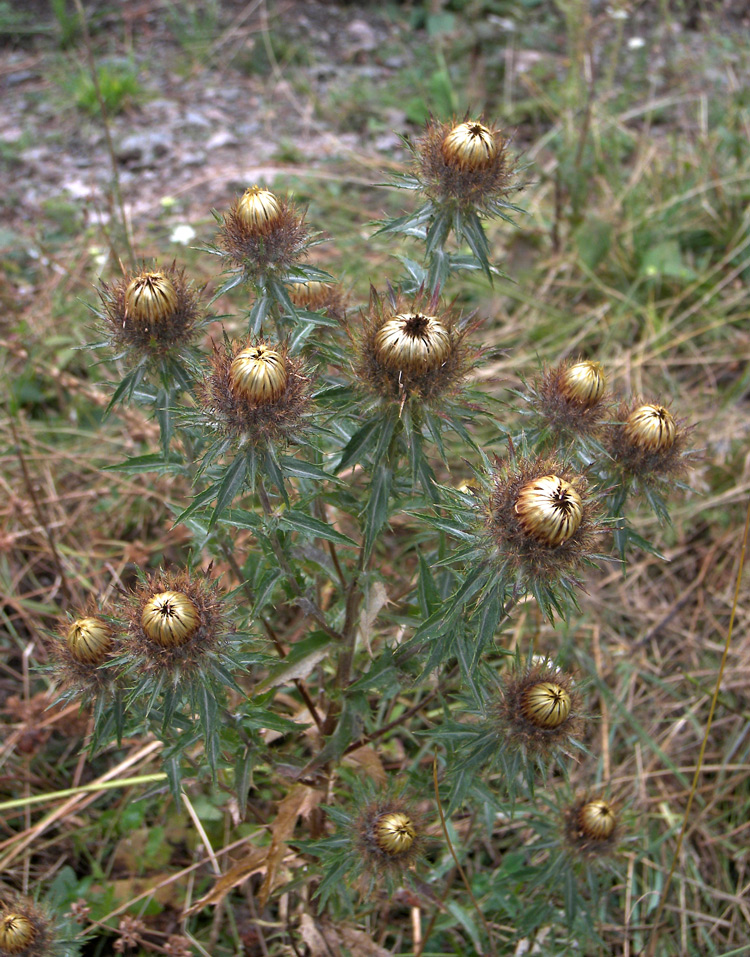 Изображение особи Carlina vulgaris.