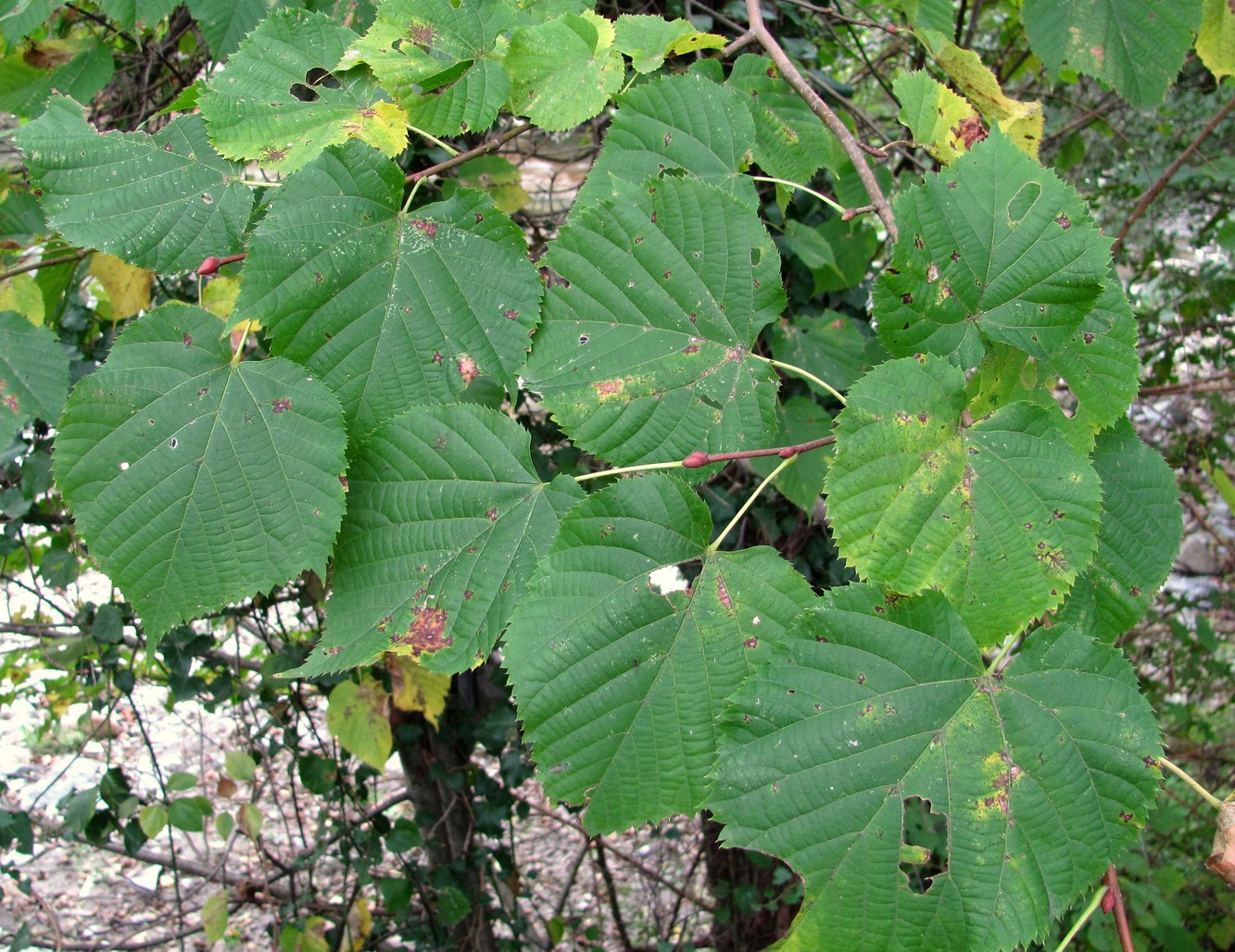 Image of Tilia platyphyllos specimen.