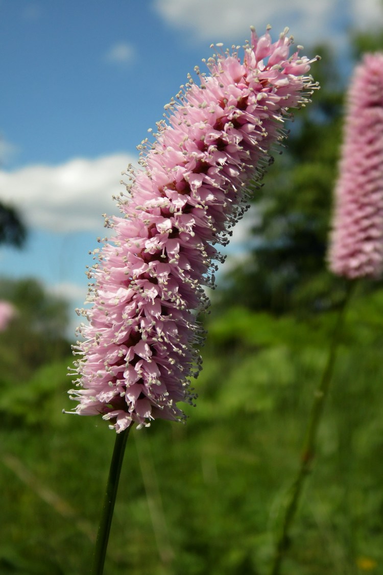 Изображение особи Bistorta officinalis.