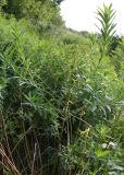 Euphorbia semivillosa. Плодоносящее растение. Белгородская обл., окр. пос. Борисовка, Острасьев яр. 30.06.2009.