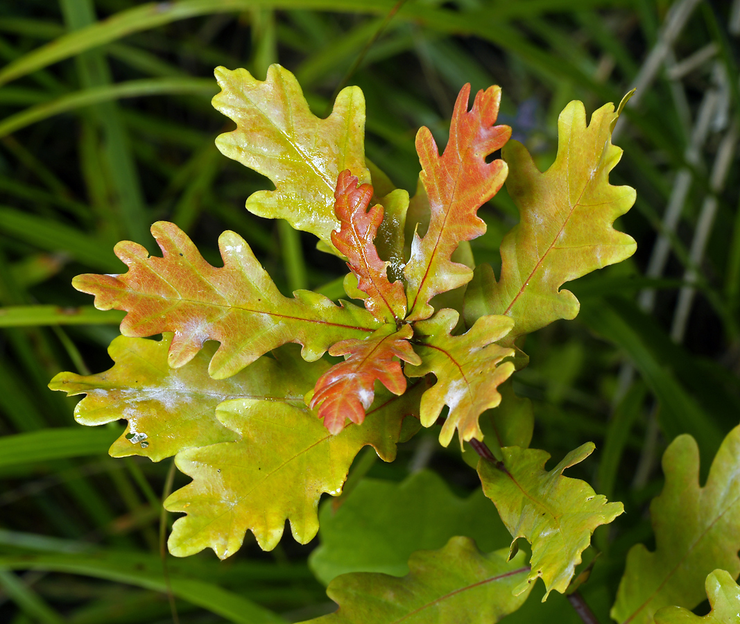 Изображение особи Quercus robur.