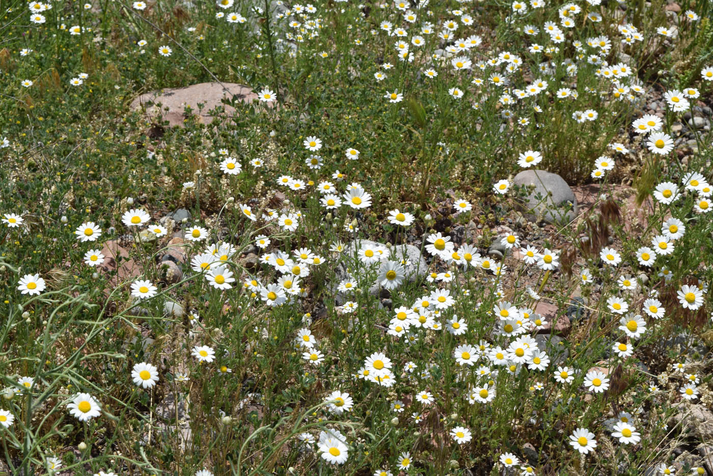 Изображение особи Anthemis ruthenica.