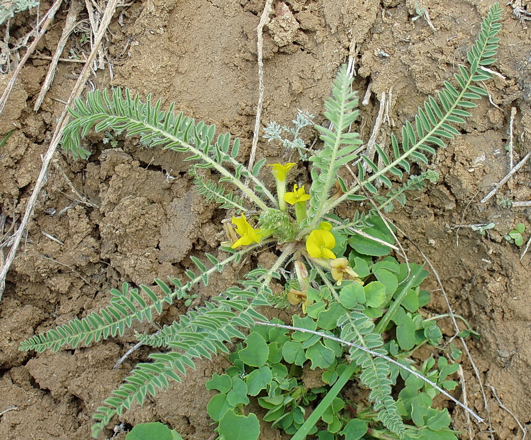 Изображение особи Astragalus buchtormensis.